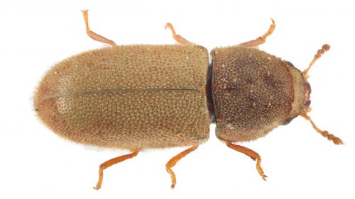 Cis sp.